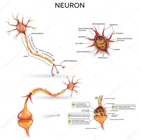 Neuron Nerve Cell Close Up Illustrations Set Synapse Detailed