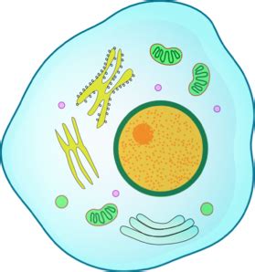 Great for tracking your big game, for wildlife viewing in general, or for your home. Animal Cell Clip Art at Clker.com - vector clip art online ...