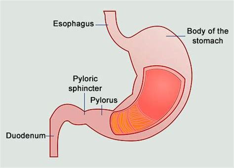 Why The Stomach Sphincter Plays An Important Role In Lpr