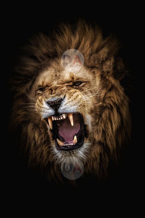 Lion Roar Ubicaciondepersonas Cdmx Gob Mx