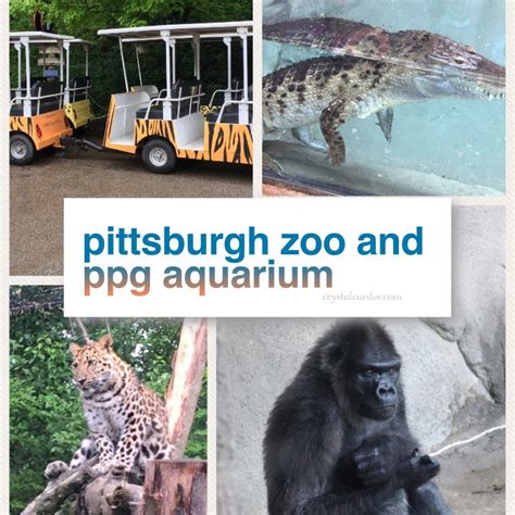 The Most Fun Weve Had In Pittsburgh At The Pittsburgh Zoo And Ppg