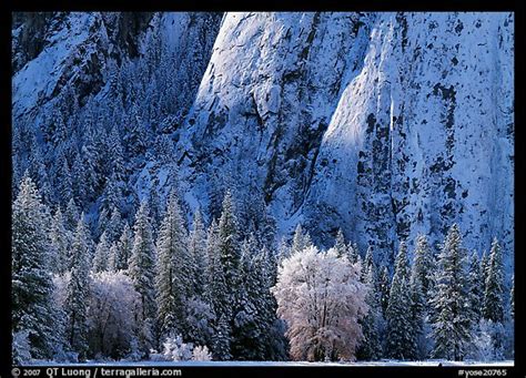 Large Format Picturephoto Trees And Cliff With Fresh Snow Cathedral