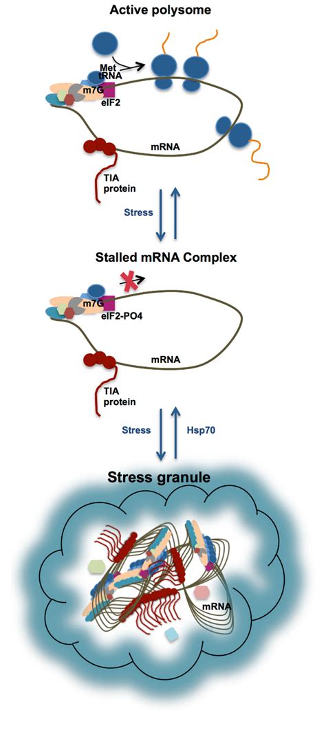 Ijms Free Full Text Rna Recognition And Stress Granule Formation By