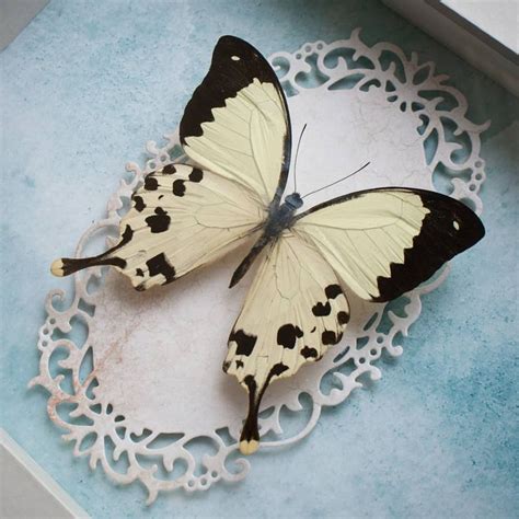 Two White And Black Butterflies Sitting On Top Of A Doily In A Blue Box