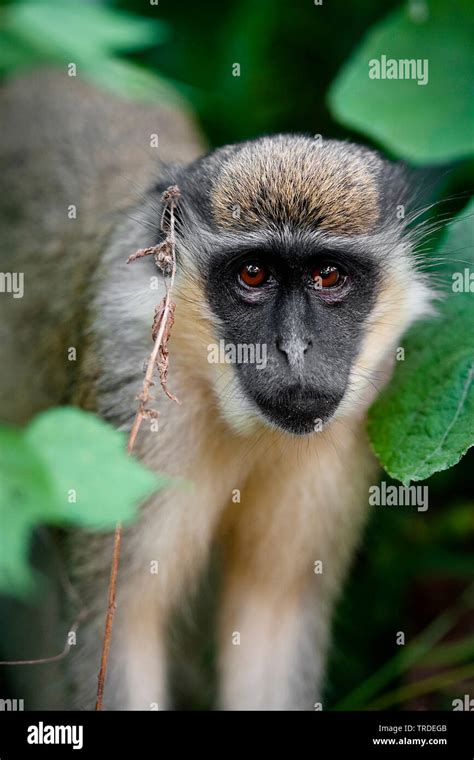 Green Monkey Sabaeus Monkey Callithrix Monkey Chlorocebus Sabaeus