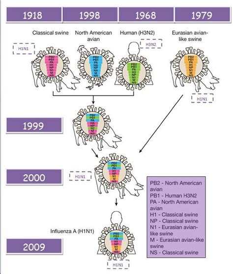 Quelle Est L'origine De La Grippe Espagnole - origine-de-ce-virus-et-ses-caracteristiques - tpe-grippe-espagnole-ah1n1
