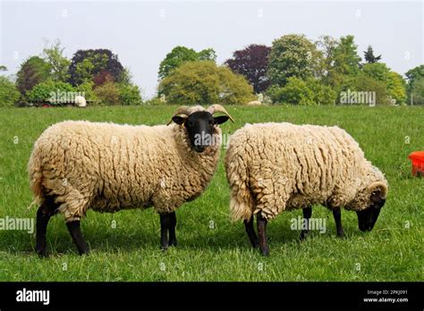 Domestic Sheep Norfolk Horn Ewes Grazing In Pasture Museum Of East