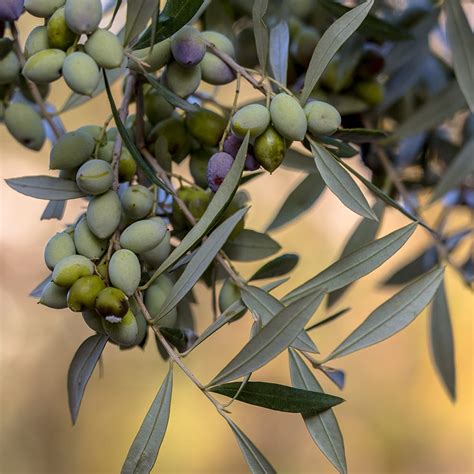 Israel Single Olive Tree Planting Benny Hinn Ministries