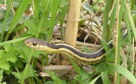 Get rid of garden pests. Garden Snake - Learn About Nature
