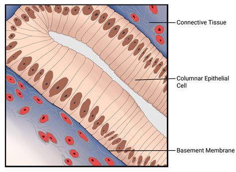 Label the tissue types illustrated here and on the next page | Quizlet