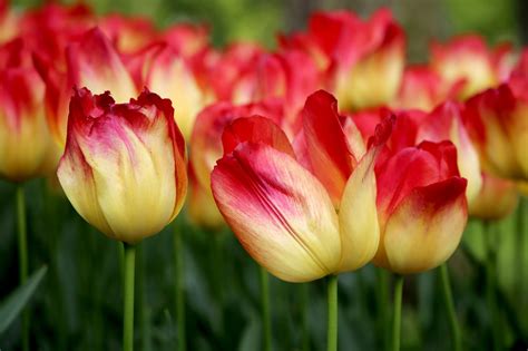 Bits Of The Benelux Dutch Tulips Emerge With Colorful History
