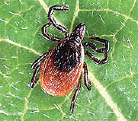 Deer Ticks Poison Ivy Could Thrive As The Climate Changes Park