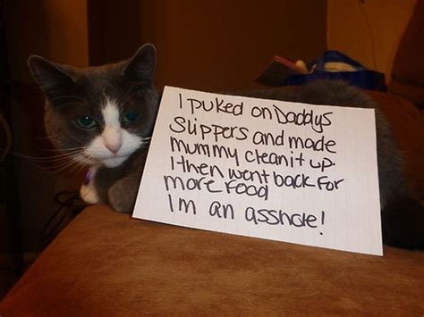 Cat Shaming Part 2 40 Pics