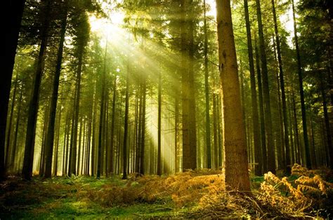 Pine Forest With Sun Shining Through The Trees Feature Wallpaper