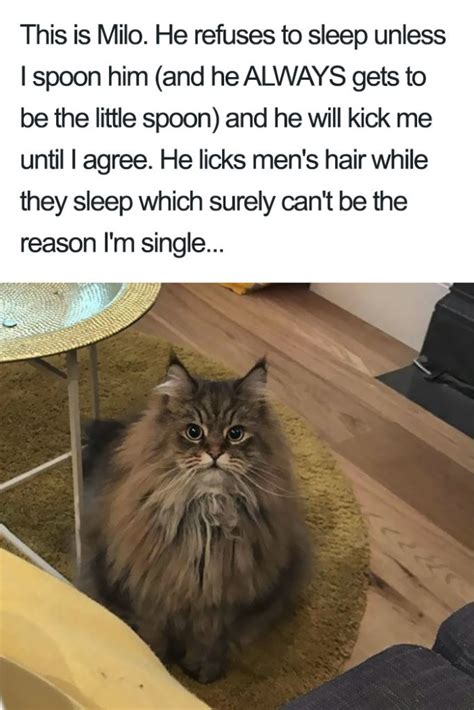 20 Times Bad Cats Were Publicly Shamed For Their Horrible