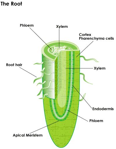 Their distinctive lateral elongation increases the surface of exchange between the plant's root system and the soil. SparkNotes: Plant Structures: Roots
