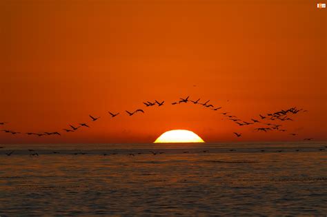 Ptaki Morze Zachód Niebo Słońca