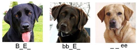 Genetics Of Labrador Retrievers Biology Resources Labrador Biology