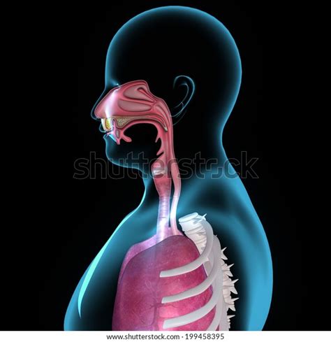 Mouth Anatomy Stock Illustration 199458395 Shutterstock