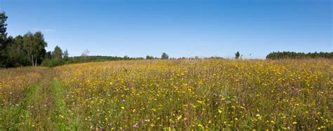Field With Grass And Yellow Wildflowers And Country Road Stock Photo