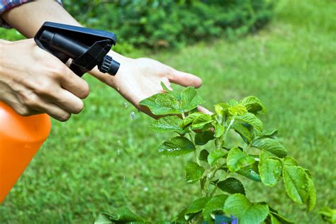 DIY Organic Pesticide Sprays Berry Chatty