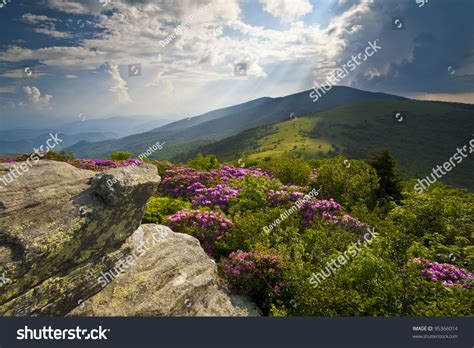 Appalachian Trail Roan Mountains Rhododendron Bloom On Blue Ridge Peaks