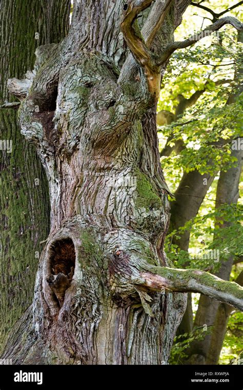 Face Tree Bark Shape Hi Res Stock Photography And Images Alamy