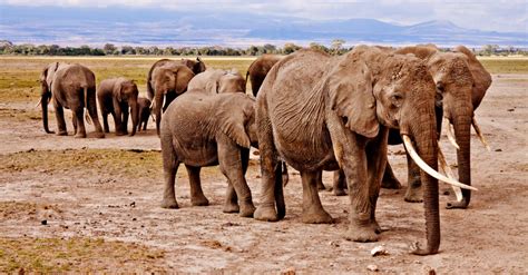 Understanding The Way Elephants Communicate Could Help Catch Poachers