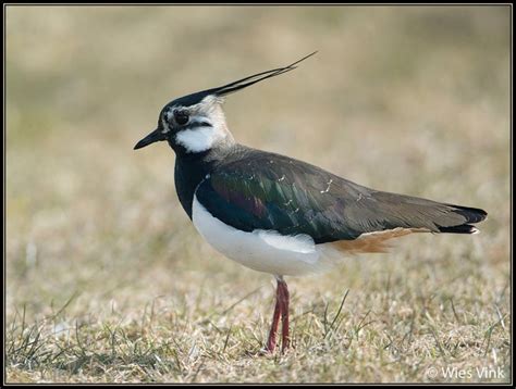 Kievitlapwing National Bird Of Ireland Faces Of Ireland Pinterest