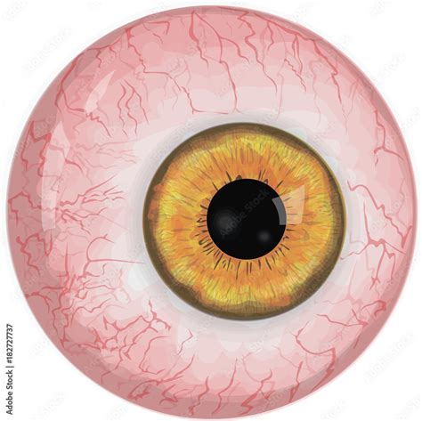 Realistic Human Eyeball Stock Vector Adobe Stock
