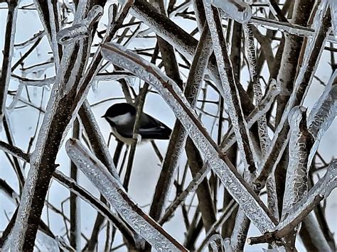 Cold Chickadee Photograph By Warren LaBaire Photography Fine Art America