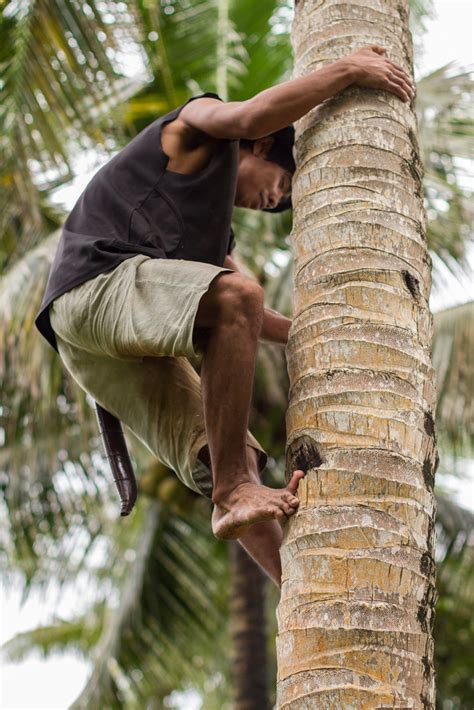 Climbing Barefoot Up A Coconut Palm Tree Adam Cohn Flickr