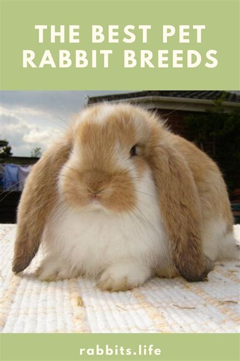 The Best Pet Rabbit Breeds Rabbit Breeds Pet Rabbit Pets