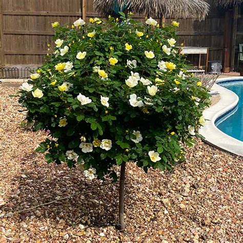 Sunny Knock Out Rose Trees For Sale