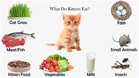 What Do Kittens Eat Feeding Nature