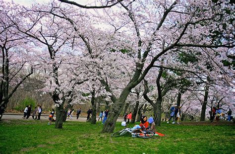 High Park Cherry Blossoms To Bloom In Early May