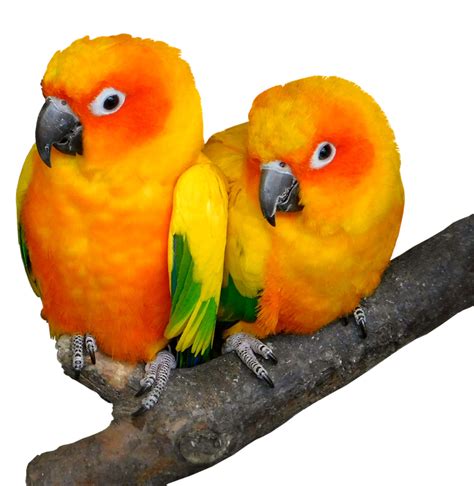 Vögel kaufen & verkaufen auf quoka mit wellensittich jung wir verkaufen junge und zuchtreife wellensittiche aus eigener zucht. Papagei Bilder Zum Ausdrucken Kostenlos