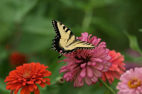 Tiger Swallowtail Butterfly Papilio Glaucas J Darrel Martin Flickr