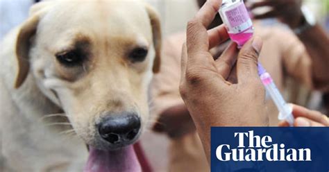 Rabies Researchers Hit Highs And Lows On Road To Eliminating Disease Global Development The