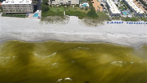 Is There Red Tide In Sarasota Elevated Levels Reported Along Beaches