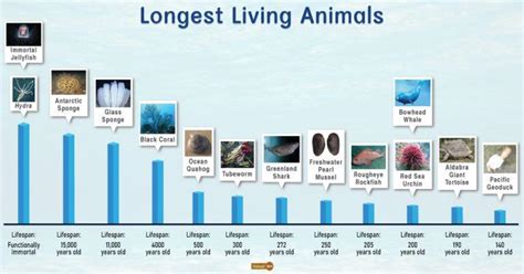 Longest Living Animals Facts List Pictures