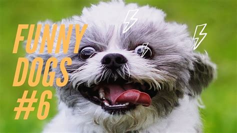 Try Not To Laugh Compilation Best Funny Dogs Videos 2020 Artfunny