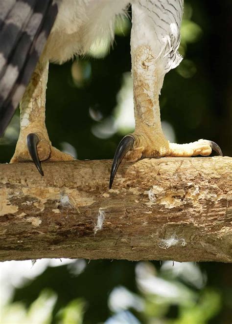 Shot Of The Power Talons Of The Harpy Eagle Harpyeagle Birding