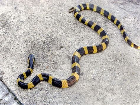 Hong Kongs 8 Most Venomous Snakes