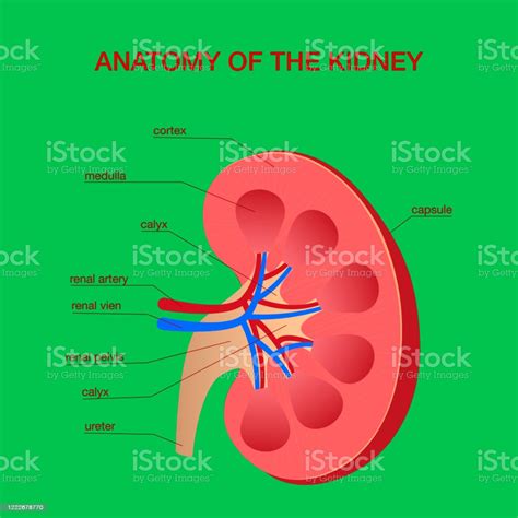 Edraw is a new uml diagram and software diagram drawing tool. Human Kidney Medical Diagram With A Cross Section Of The ...