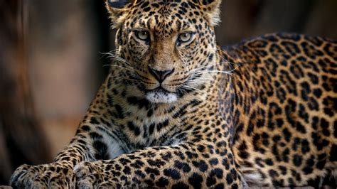 Download 1920x1080 Wallpaper Confident Predator Leopard