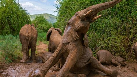 How To Help Endangered Elephants - Divisionhouse21