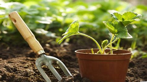 10 Gardening Tips And Tricks That Everyone Should Know Total Survival