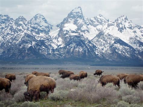 A Herd Of Bison Near Mormon Row In Grand Teton National Park Wyoming