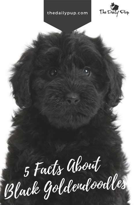 5 Things You Didnt Know About Black Goldendoodles Black Labradoodle